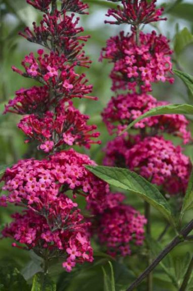 Buddleia ‘Monarch Prince Charming’ (Walters Gardens)