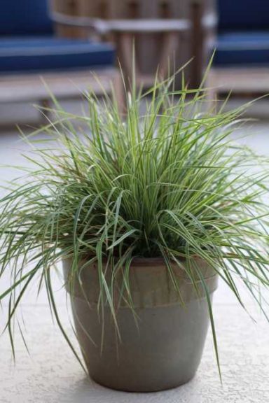 Calamagrostis × acutiflora ‘Hello Spring!’ (Emerald Coast Growers)