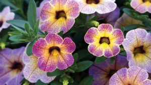 Growing Tips For The Chameleon Calibrachoa Series