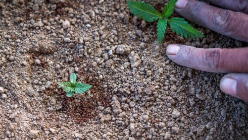 How To Select The Best Nutrients For Growing Cannabis