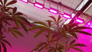 Study Shows Effectiveness Of Growing Cannabis Under LED Lighting