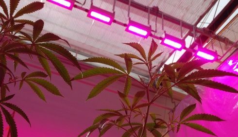 Hortilux Offers Up Lighting Usage Survey Results