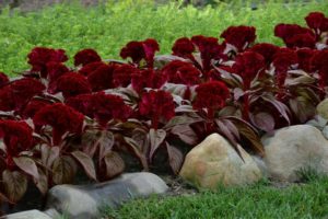 Celosia 'Dracula' From Pan American Seed