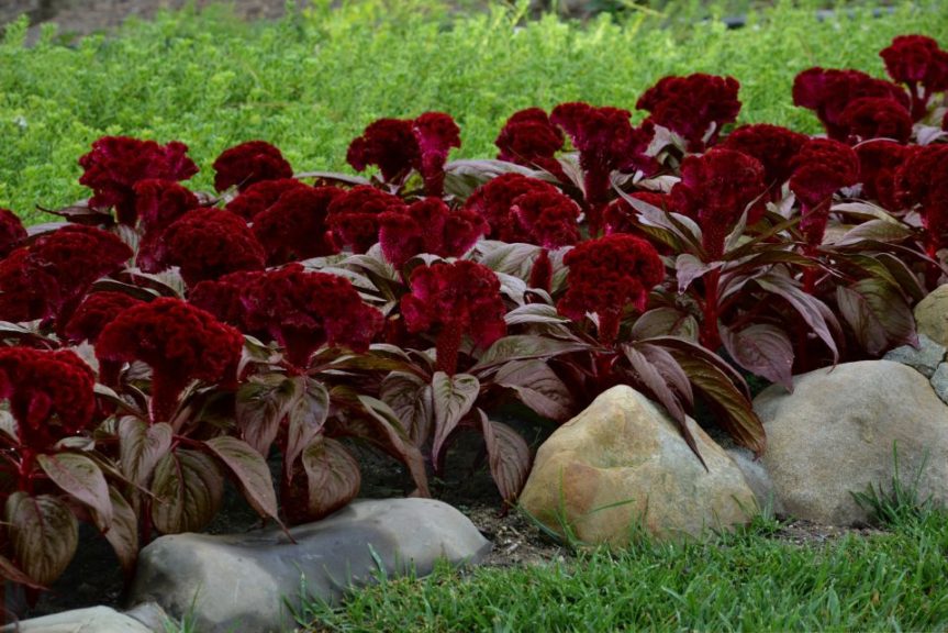 Celosia 'Dracula' From Pan American Seed