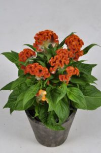 Celosia 'Twisted Orange' From Floritec