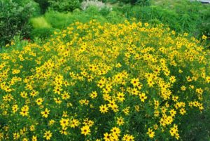 Coreopsis ‘Gilden Lace’ (Plants Nouveau)