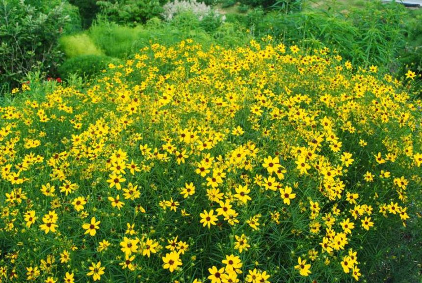 Coreopsis ‘Gilden Lace’ (Plants Nouveau)