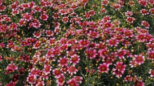New 2016 Perennial Introductions For Zone 6 And Up