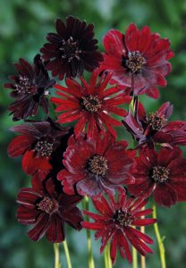 Cosmos atrosanguineus ‘Black Magic’ (Jelitto) 