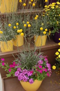 Craspedia ‘Golf Beauty’ (Eason Horticultural Resources/Danziger)