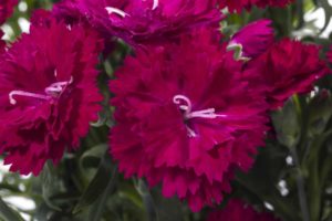Dianthus ‘Constant Beauty Garnet’ (Green Fuse Botanicals)