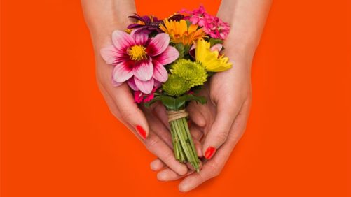 Dümmen Orange Buys Rose Breeder, Participates In Petal It Forward Program