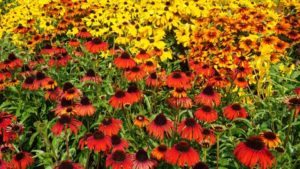 16 New Perennials For Pollinator Gardens