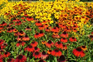 Echinacea ‘Butterfly Postman’ (Eason Horticultural Resources [EHR])