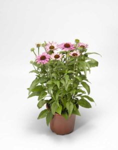 Echinacea ‘Prairie Splendor Compact Rose’ (Syngenta Flowers)
