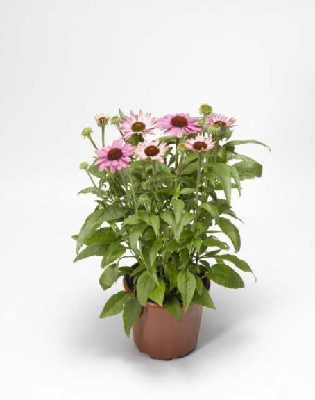 Echinacea ‘Prairie Splendor Compact Rose’ (Syngenta Flowers)