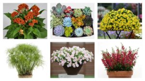 Your Favorite Plants From The 2016 Summer Shows