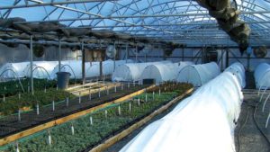 Perennial Propagators’ Successes And Challenges:  Results Of A National Survey