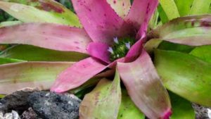 Bromeliads In Florida Targeted As Potential Zika Hosts