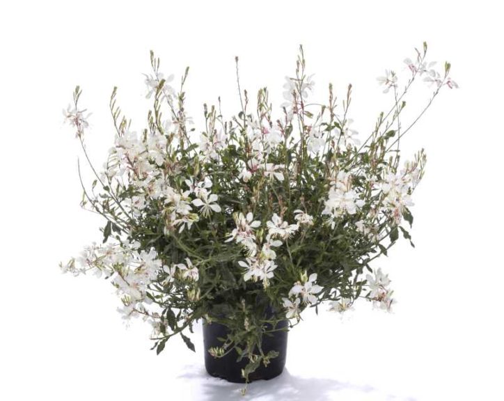 Gaura ‘Bantam White Improved’ (Green Fuse Botanicals)
