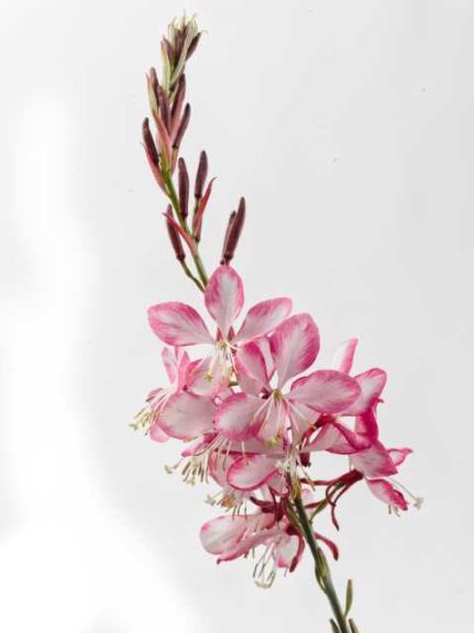 Gaura 'Gauriella Bicolor' (Eason Horticultural Resources/Jaldety) 