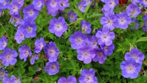 Perennial Plant Products Launches New Perennials Branding Programs