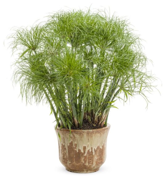 Cyperus 'Graceful Grasses Prince Tut' From Proven Winners