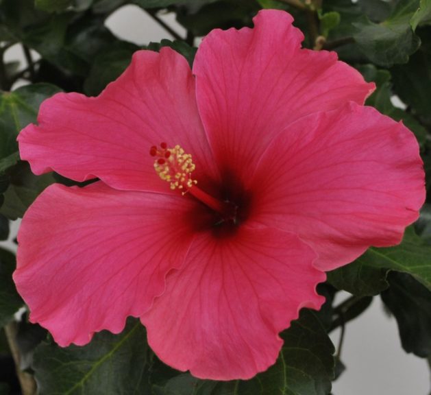 Hibiscus 'Pink Tortuga Wind' From Aris Keepsake Plants