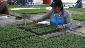 Suppliers Comment on Plant Genetics’ Fate After EuroAmerican Propagators’ Bankruptcy