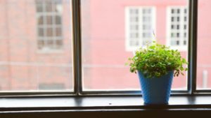 How Can We Make Indoor Gardening More Popular?