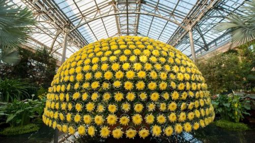 Longwood Gardens Unveils Largest Mum Grown Outside Of Asia