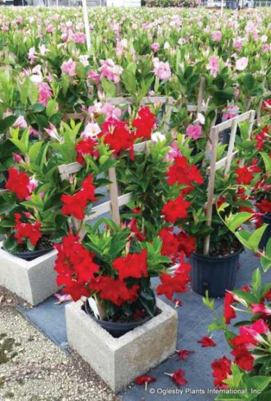 Tropical Breeze Mandevilla Series (Oglesby Plant International)