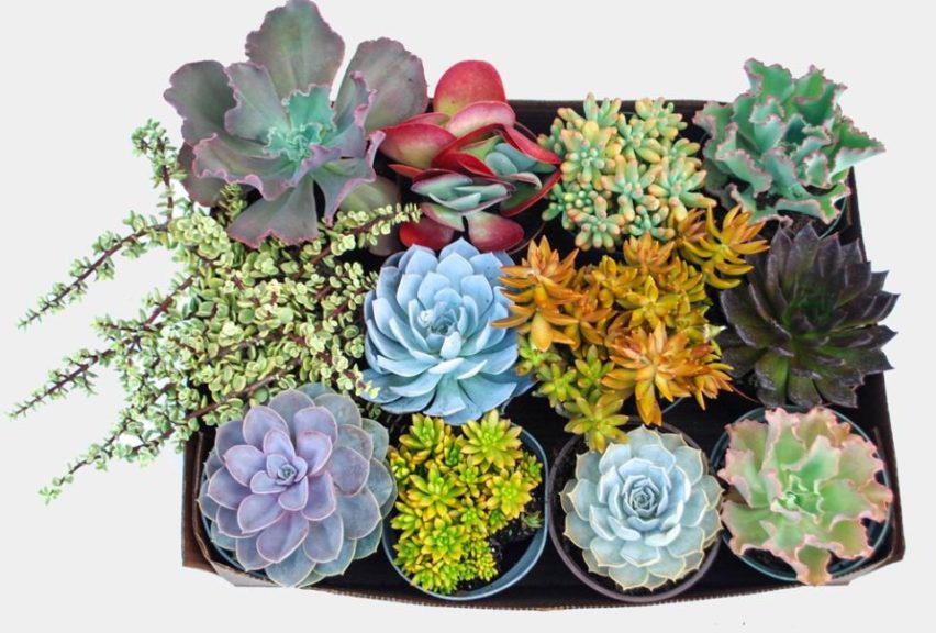 Miniature Plants And Succulents From Holt Nurseries