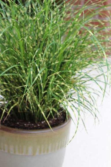 Miscanthus sinensis ‘Bandwidth’ (Emerald Coast Growers)