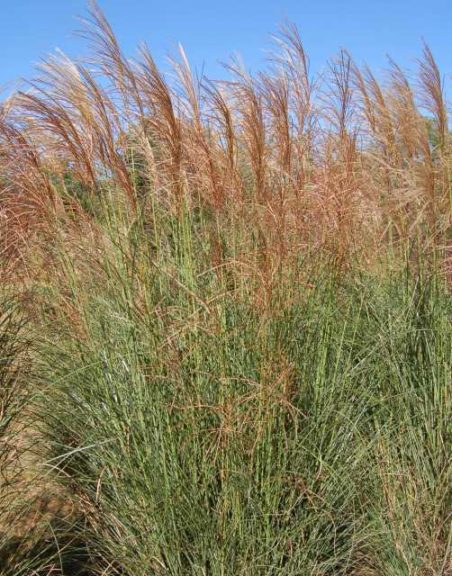 Miscanthus sinensis ‘Scout’ (Emerald Coast Growers)