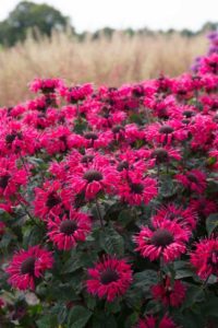 Monarda ‘Bee-You Bee Happy’ (Plants Nouveau)