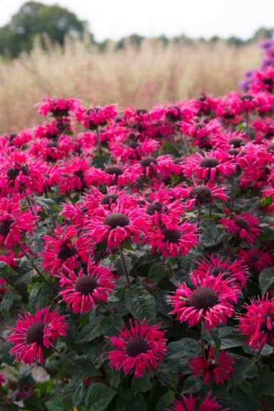 Monarda ‘Bee-You Bee Happy’ (Plants Nouveau)