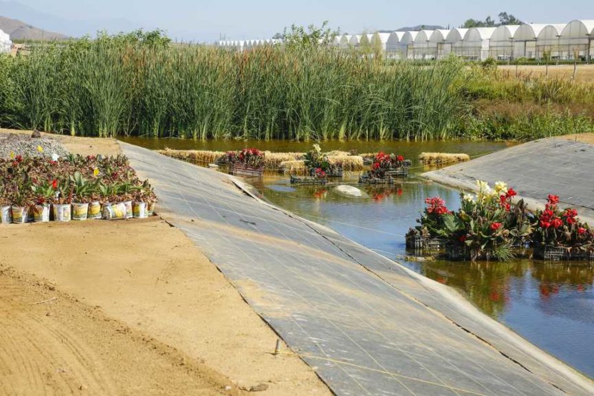 Natural Filtration Of Canna Plants From A Canal