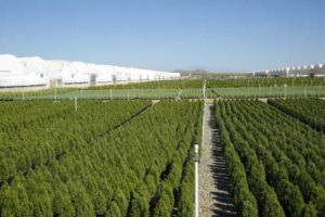 Nursery Plants At Altman Plants