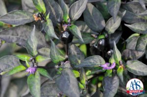 Ornamental Pepper 'Black Hawk'