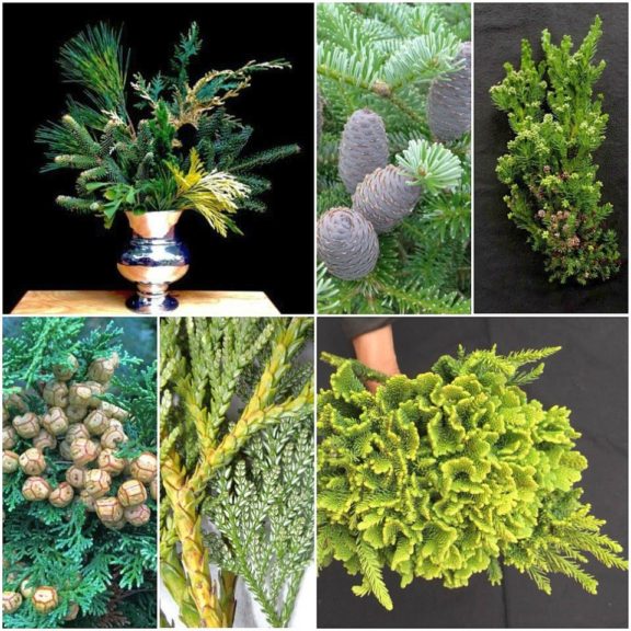Evergreen Branches from Peace of Mind Nursery
