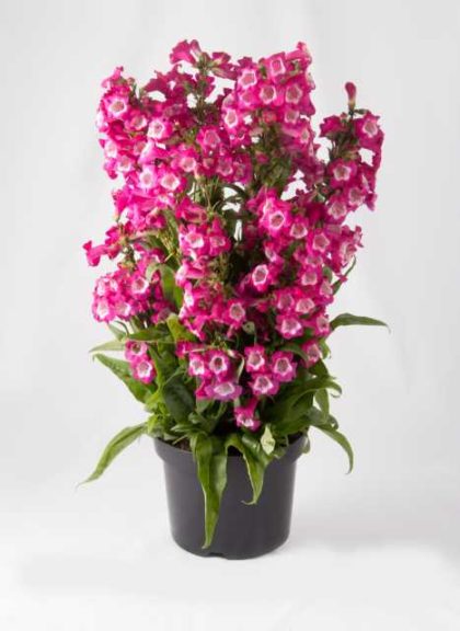 Penstemon hartwegii ‘Polaris Magenta’ (Florensis) 