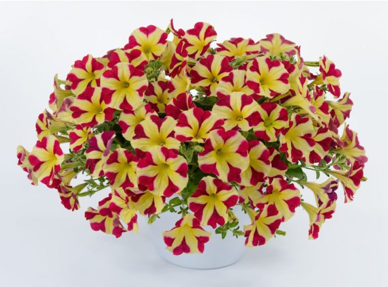 Petunia 'Queen Of Hearts' From Danziger