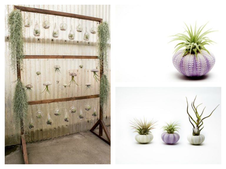 Plantaflor Air Plants 