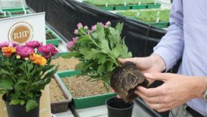 How to Test and Correct for Low Substrate pH in Your Growing Media