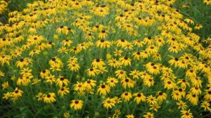 20 New Cold-Hardy Perennials For A Rock Solid Line-Up In 2017