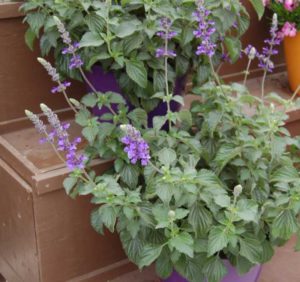 Salvia ‘Magic Wand’ (Eason Horticultural Resources/Danziger) 