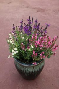 Salvia Mirage Series (Darwin Perennials) 