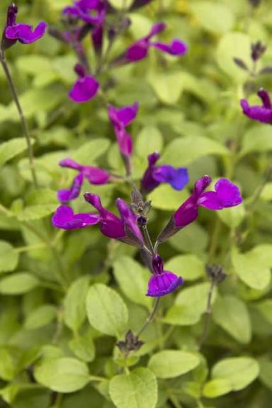 Salvia ‘Vibe Ignition Purple’ (Monrovia)