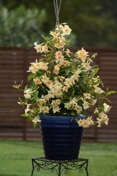 'Sun Parasol Apricot' From Suntory